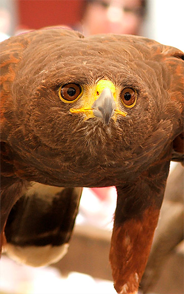 Águila Harris